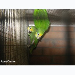 parkieten en papegaaien
